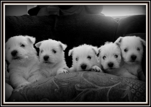 Marie-Lune's puppies